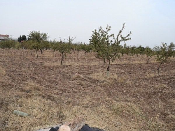 Farm property with fruit trees in Baza, Granada, ideal for agricultural investment.