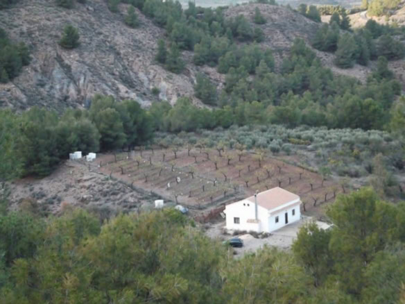 Rural property with land and vineyard in Purchena, Almeria, surrounded by natural landscape and gree.
