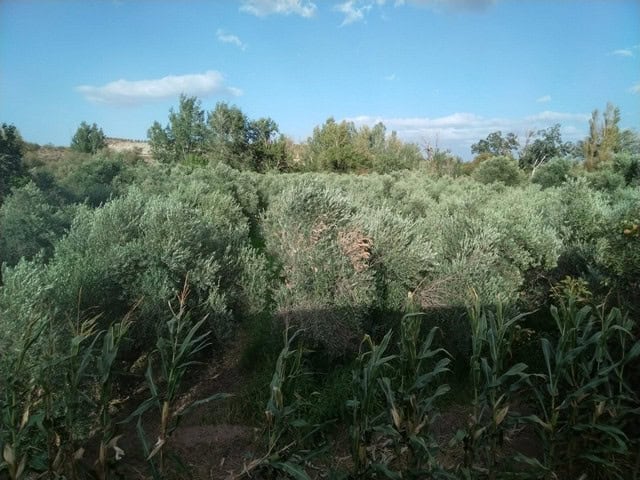 Charming rural property surrounded by lush greenery in Seron, Almeria. Ideal for countryside living.