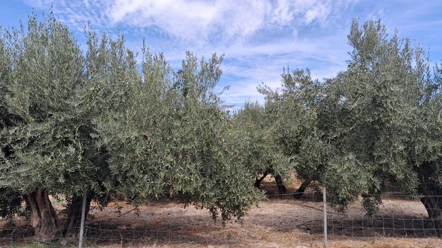 Olive trees in a rural property in Seron, Almeria, Spain.