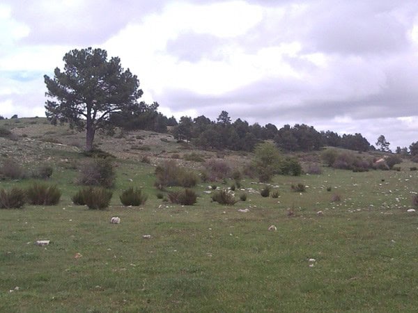 Finca in Huescar with lush green fields and scattered trees in Granada, Spain. Ideal for rural livin.