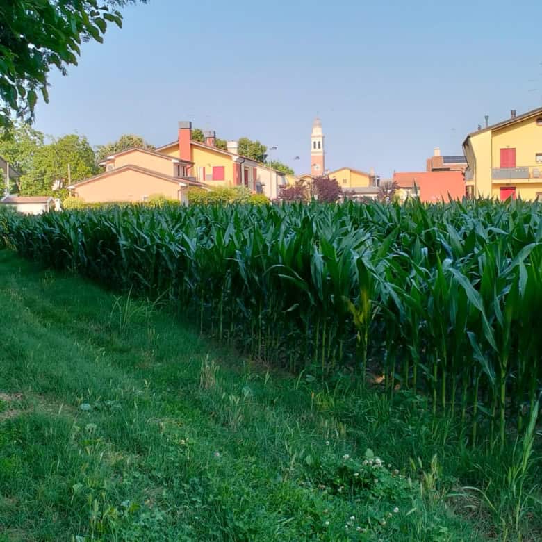Land for sale in Silvelle di Trebaseleghe, Padua, Veneto, Italy, ideal for development or farming.