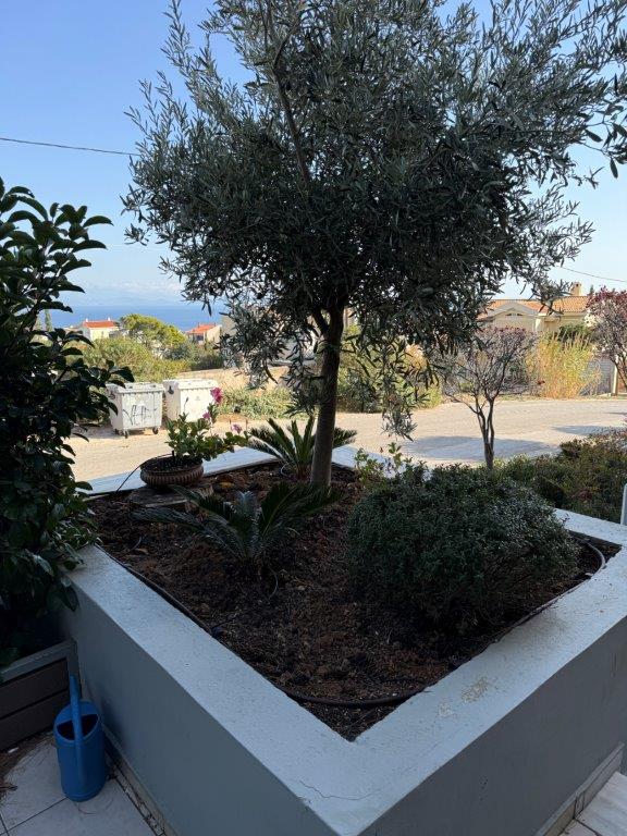 Olive tree garden in front of a luxury 3-bedroom home in Neos Voutzas, Attica, Greece.