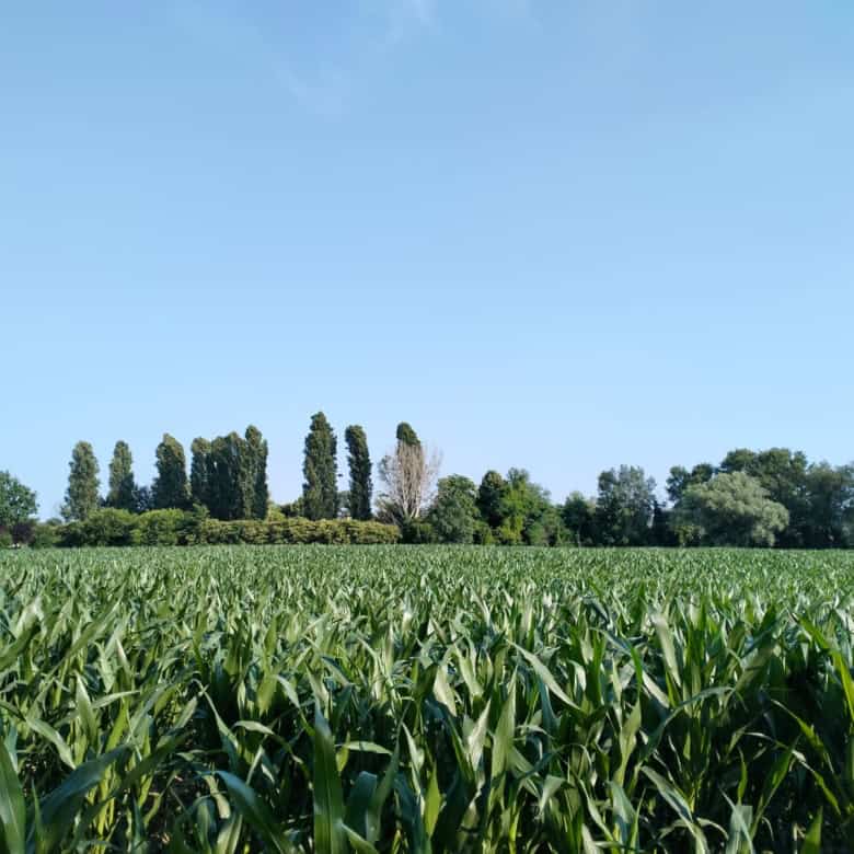 Land for sale in Silvelle di Trebaseleghe, Veneto, Italy, ideal for development or agriculture.