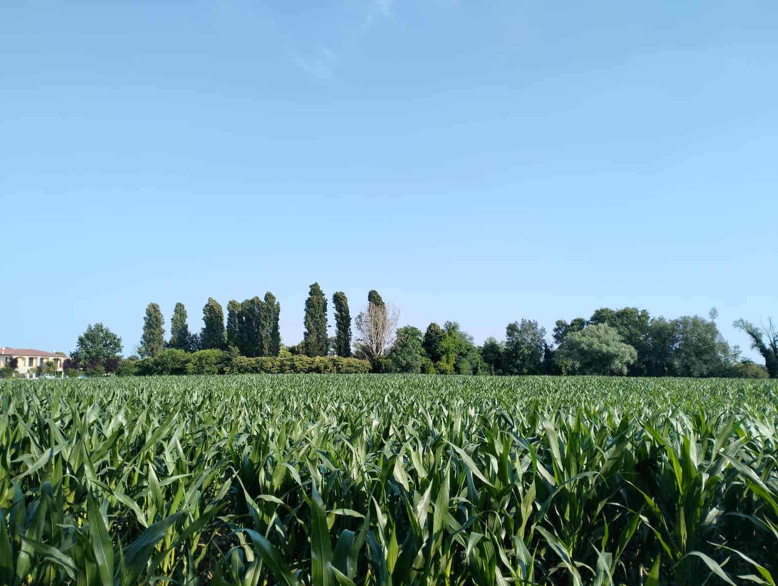 Land for sale in Silvelle di Trebaseleghe, Veneto, Italy, ideal for development or agriculture.