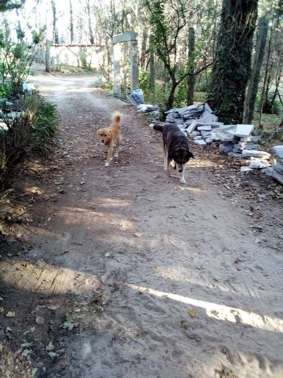 Farm estate in Santa Comba Dao, Portugal with dogs on a dirt path.