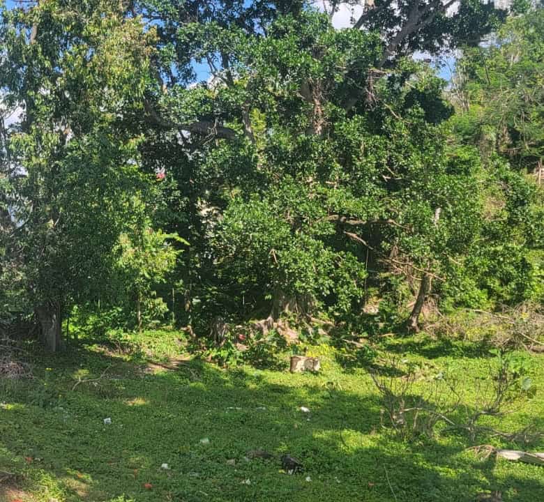 Beautiful land plot for sale in Grey Ground, Manchester, Jamaica.