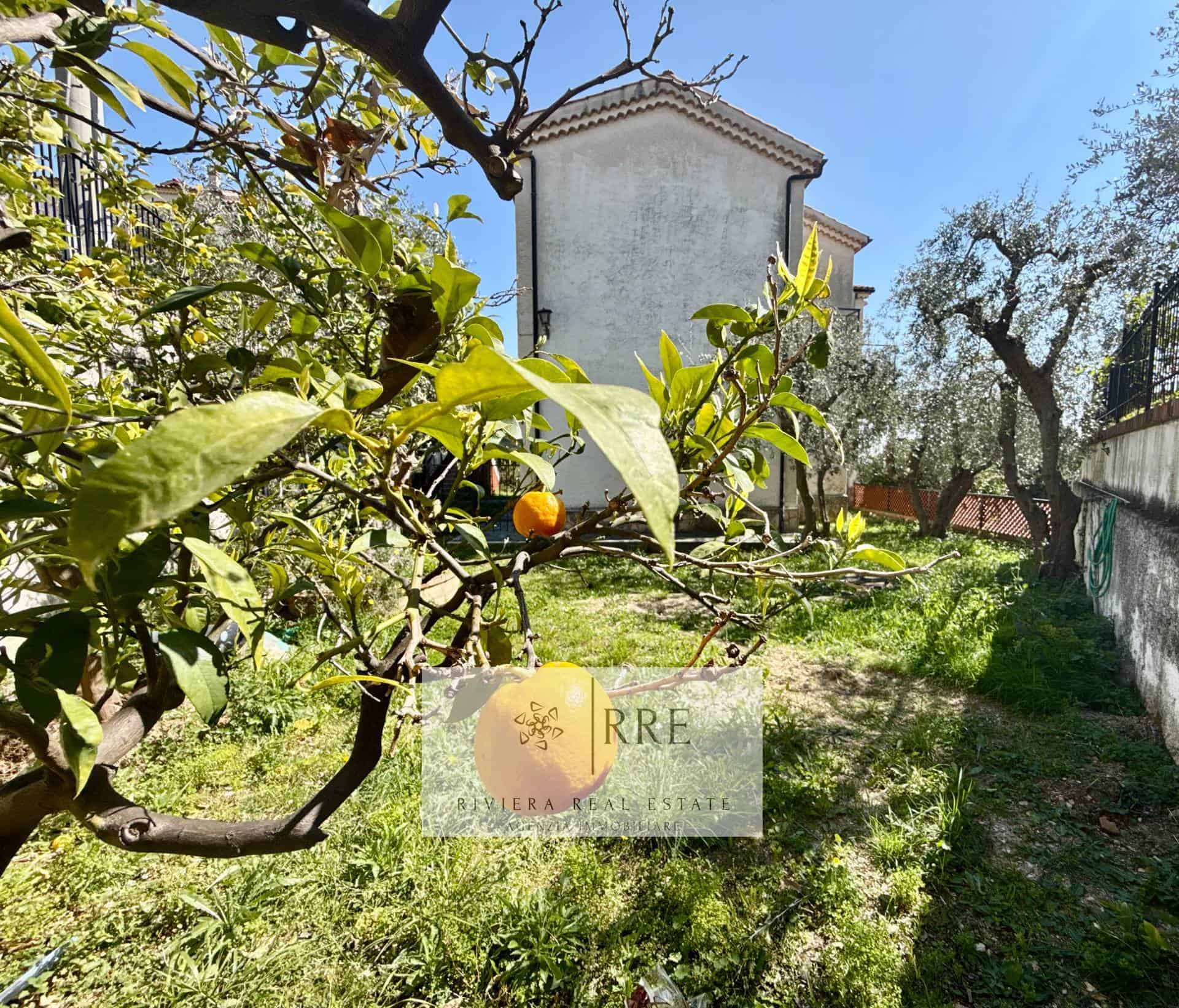 Orange tree with ripe fruit in a lush garden setting.