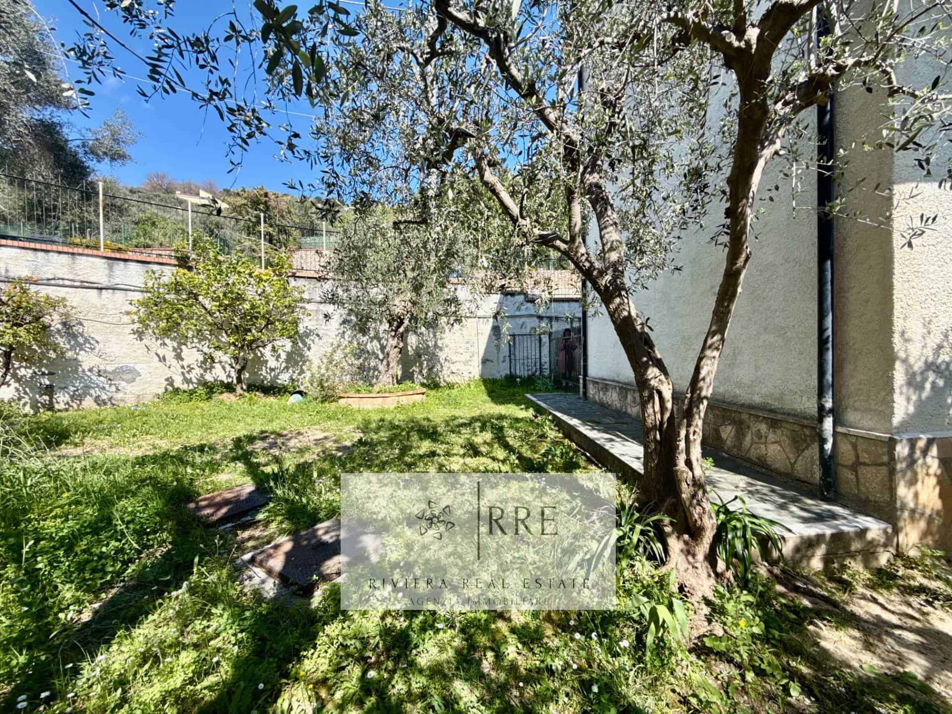 Olive tree in a lush Mediterranean garden with stone pathway and greenery.