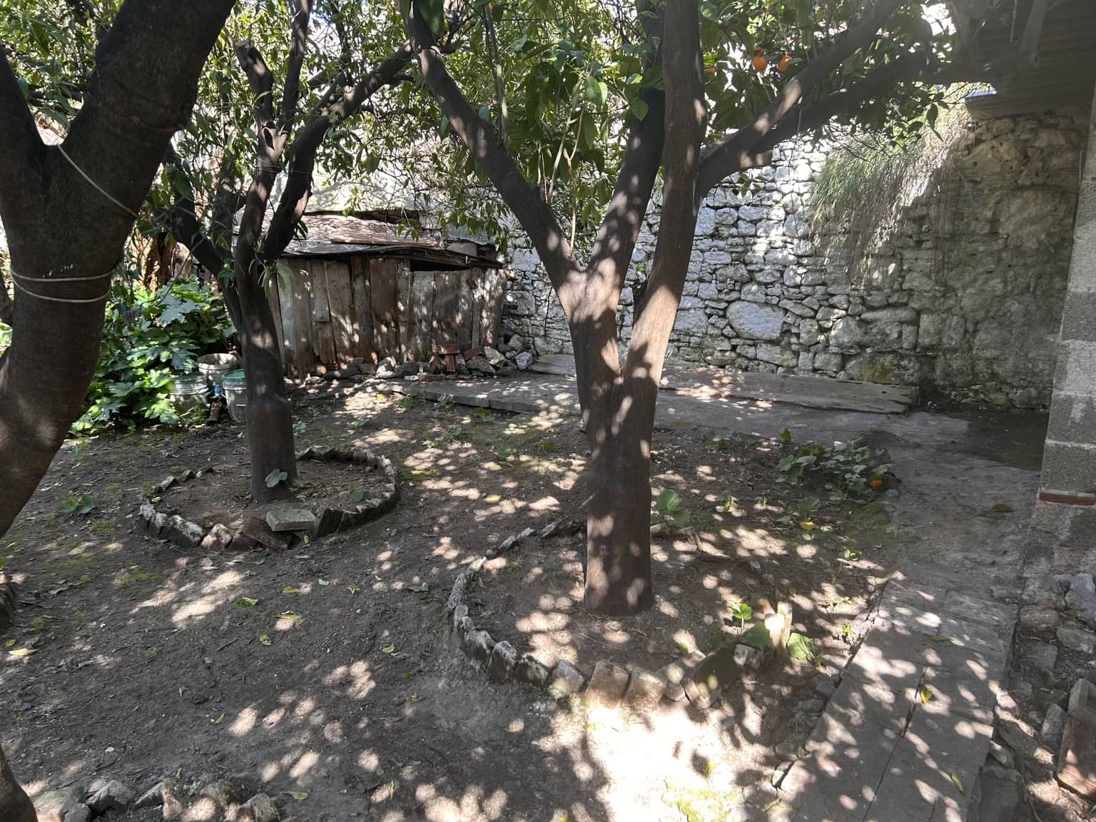 Garden with trees and rustic shed in a backyard.