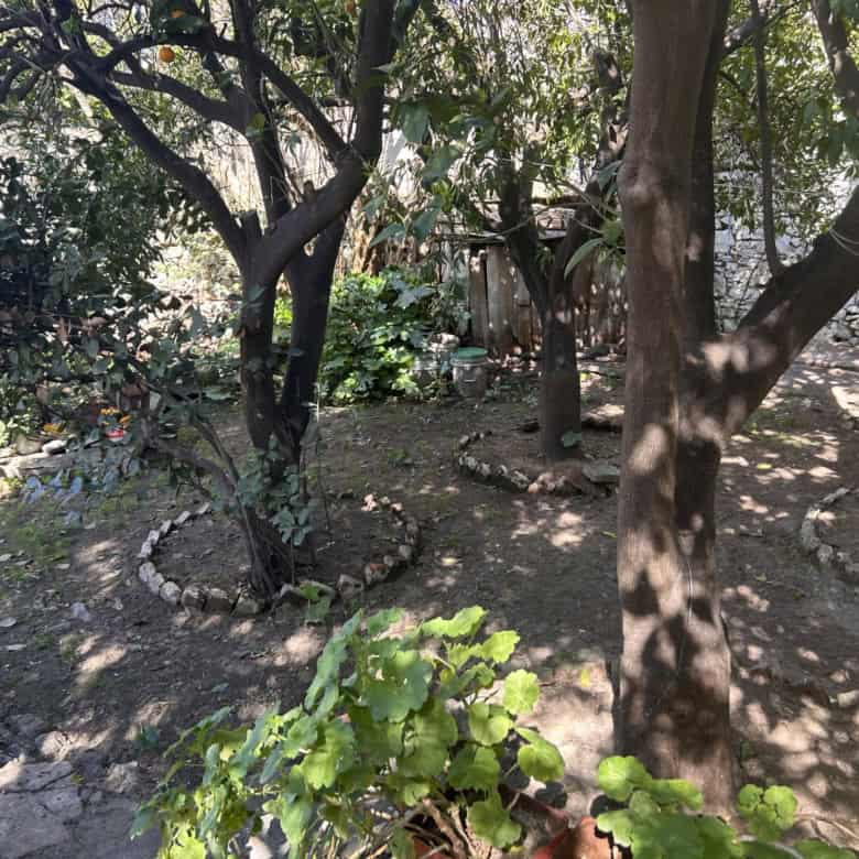 Beautiful garden scene featuring mature trees and vibrant foliage for outdoor living.