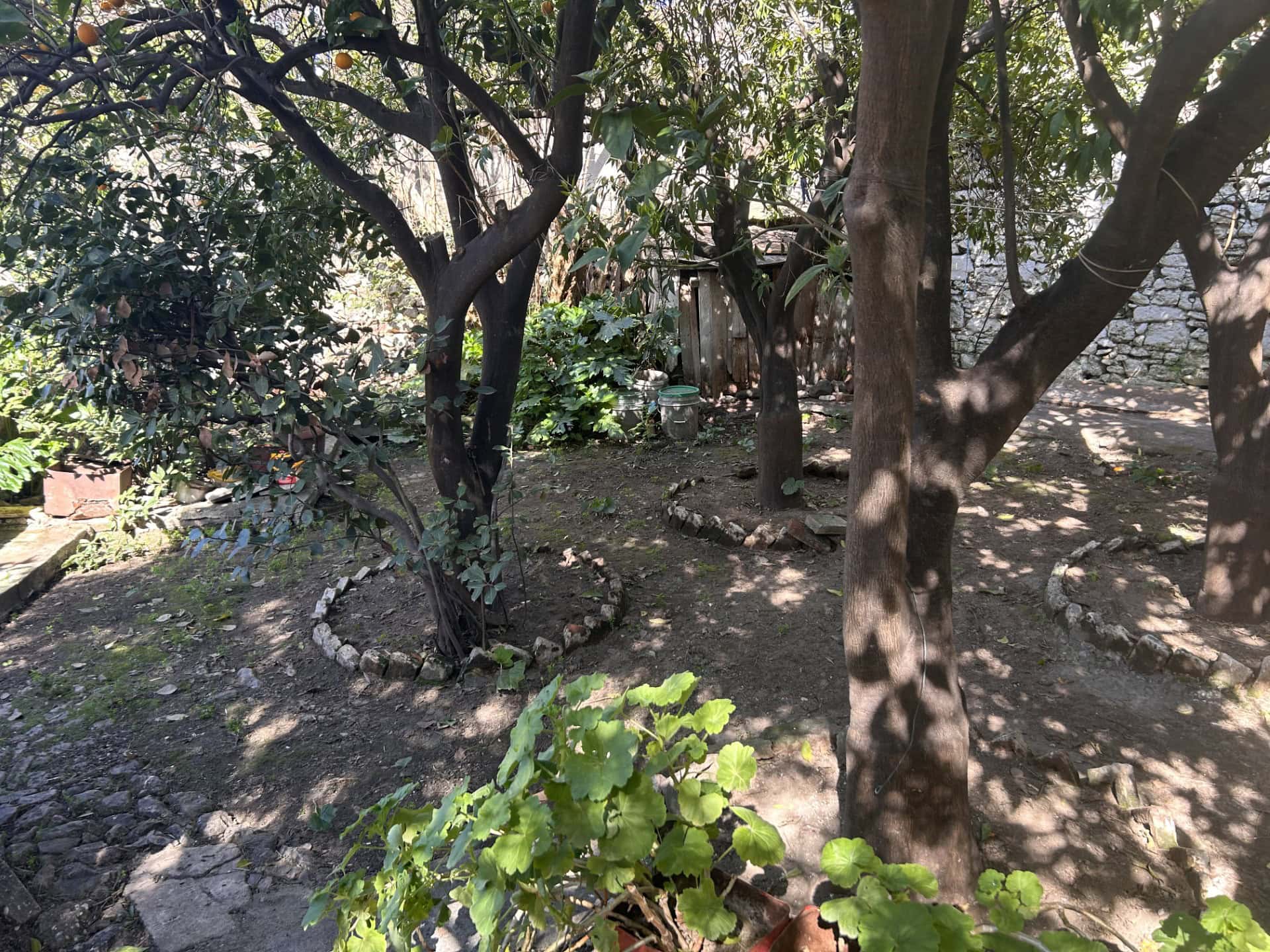 Beautiful garden scene featuring mature trees and vibrant foliage for outdoor living.