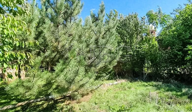 Spacious garden with lush greenery and mature trees in Aleksandrovo Village.