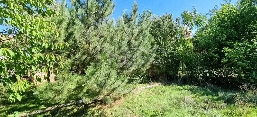 Spacious garden with lush greenery and mature trees in Aleksandrovo Village.
