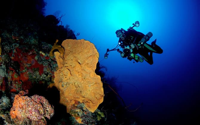 Scuba diver exploring vibrant coral reef with colorful sponges and marine life near Little Cayman.