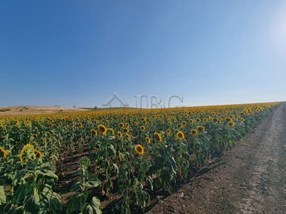 Sunflower field on a large building plot in Tunkovo, Burgas region, Bulgaria.