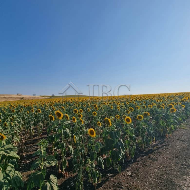 Sunflower field on a large building plot in Tunkovo, Burgas region, Bulgaria.