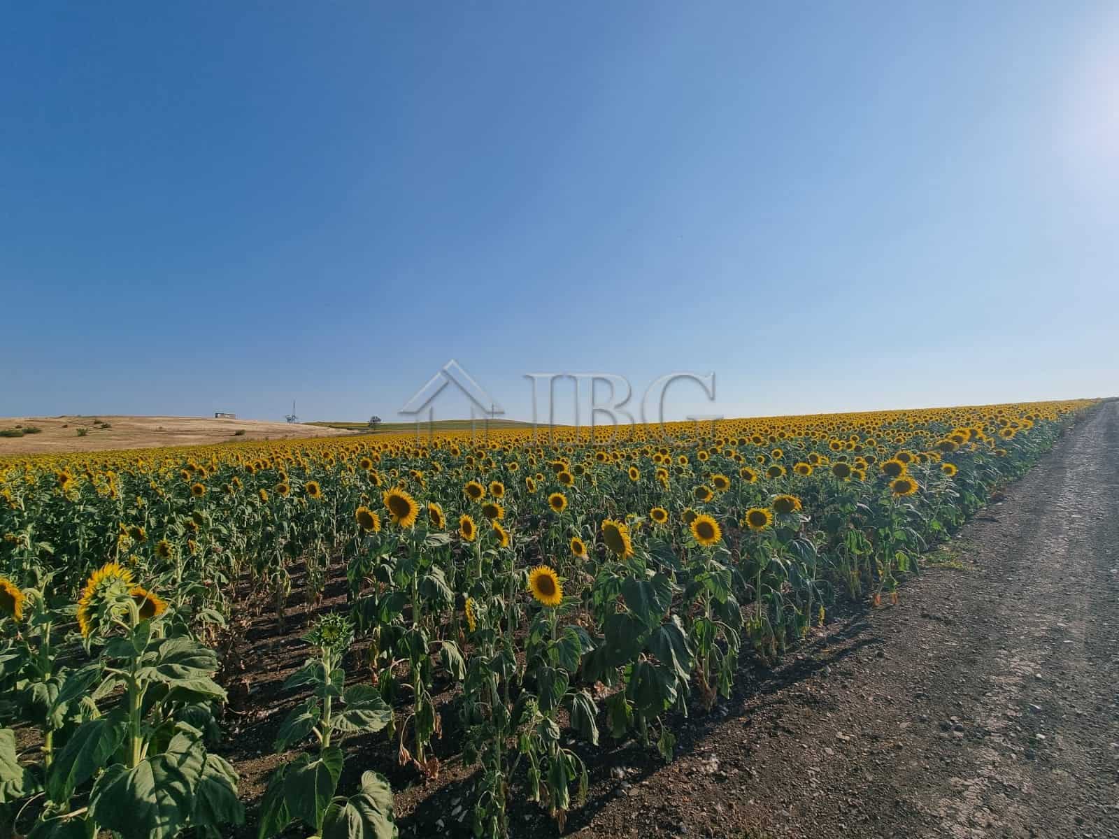 Sunflower field on a large building plot in Tunkovo, Burgas region, Bulgaria.