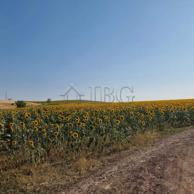 Sunflower field and dirt road in Tunkovo, Burgas region, Bulgaria.