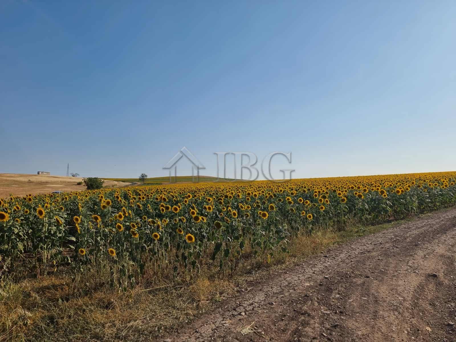 Sunflower field and dirt road in Tunkovo, Burgas region, Bulgaria.