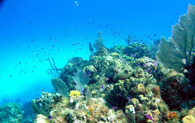 Colorful coral reef with diverse marine life in Little Cayman, Cayman Islands.