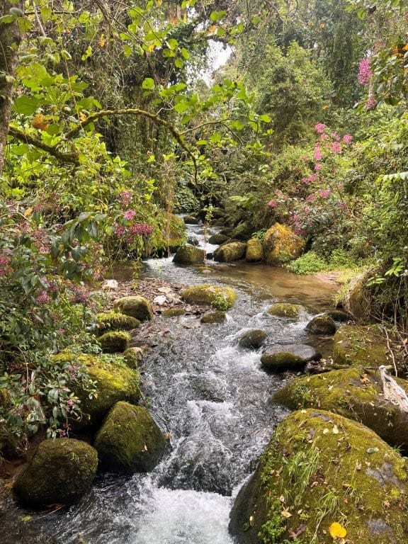 Beautiful cloud forest land for sale in Cerro Punta, Panama, featuring lush greenery and a flowing s.