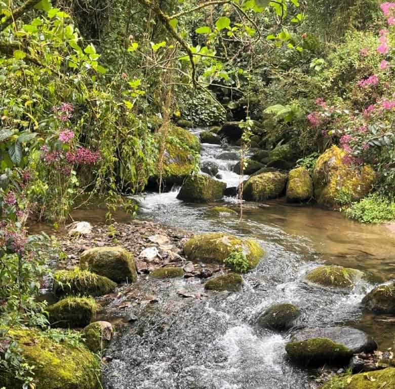 Cloud forest land with a stream in Cerro Punta, Panama, ideal for nature lovers and investors.