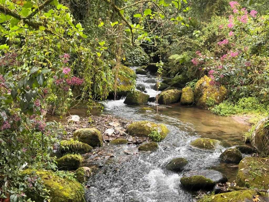 Cloud forest land with a stream in Cerro Punta, Panama, ideal for nature lovers and investors.