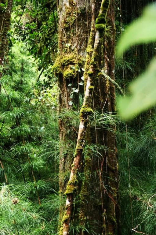 Prime Cloud Forest land for sale in Cerro Punta, Panama, ideal for nature lovers and investors.
