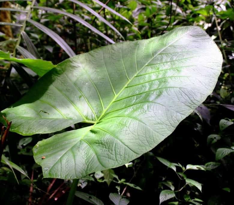 Lush green leaf in cloud forest on land for sale in Cerro Punta, Panama.