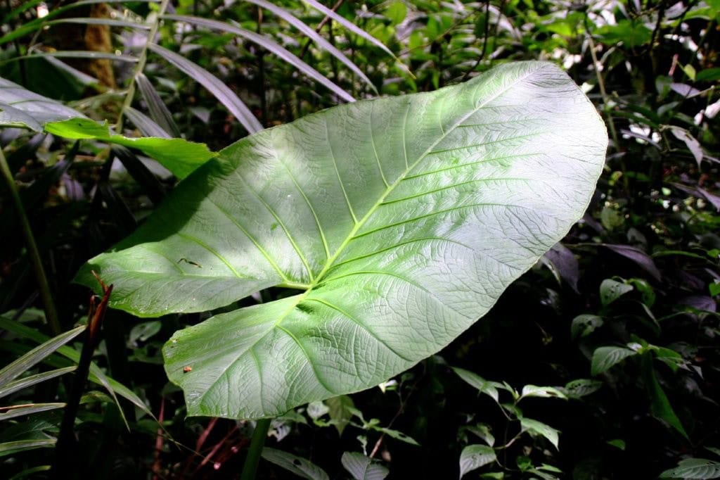 Lush green leaf in cloud forest on land for sale in Cerro Punta, Panama.