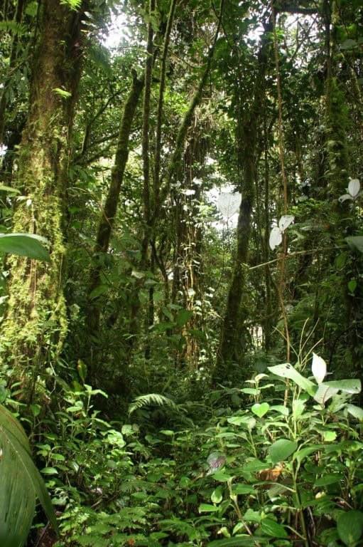 Lush cloud forest land for sale in Cerro Punta, Panama, with dense greenery and tall trees.