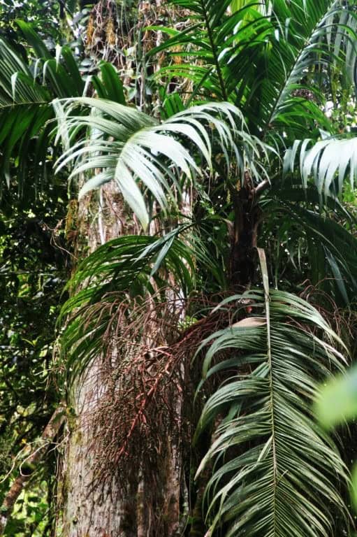 Lush tropical cloud forest with dense green foliage in Cerro Punta, Panama.