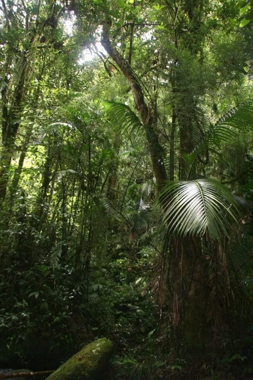 Cloud forest land for sale in Cerro Punta, Panama, ideal for nature lovers and investors seeking tro.