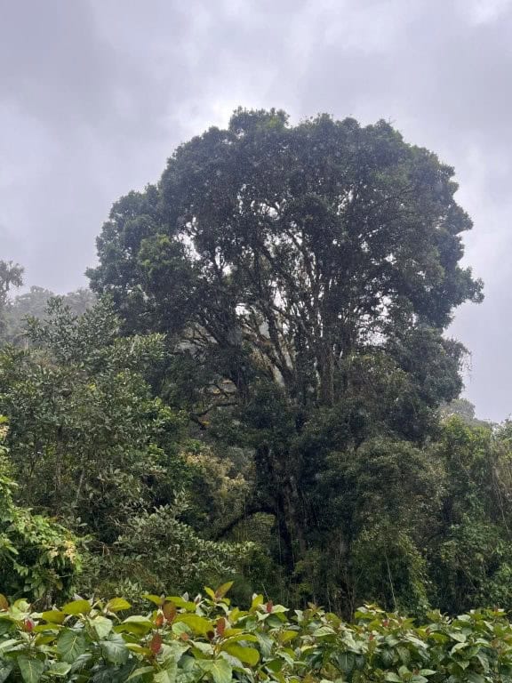 Lush cloud forest land for sale in Cerro Punta, Panama, ideal for nature lovers and investors.