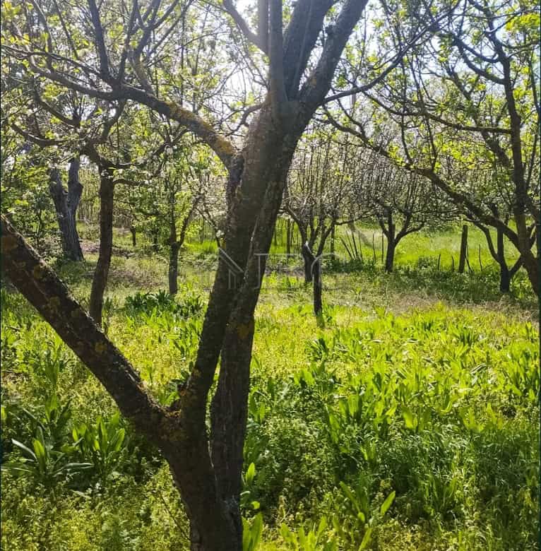 Beautiful orchard with lush greenery and mature trees in a peaceful village setting.
