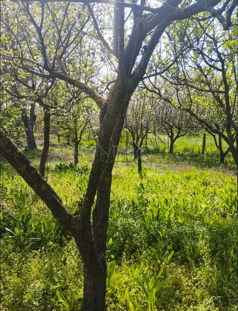 Beautiful orchard with lush greenery and mature trees in a peaceful village setting.